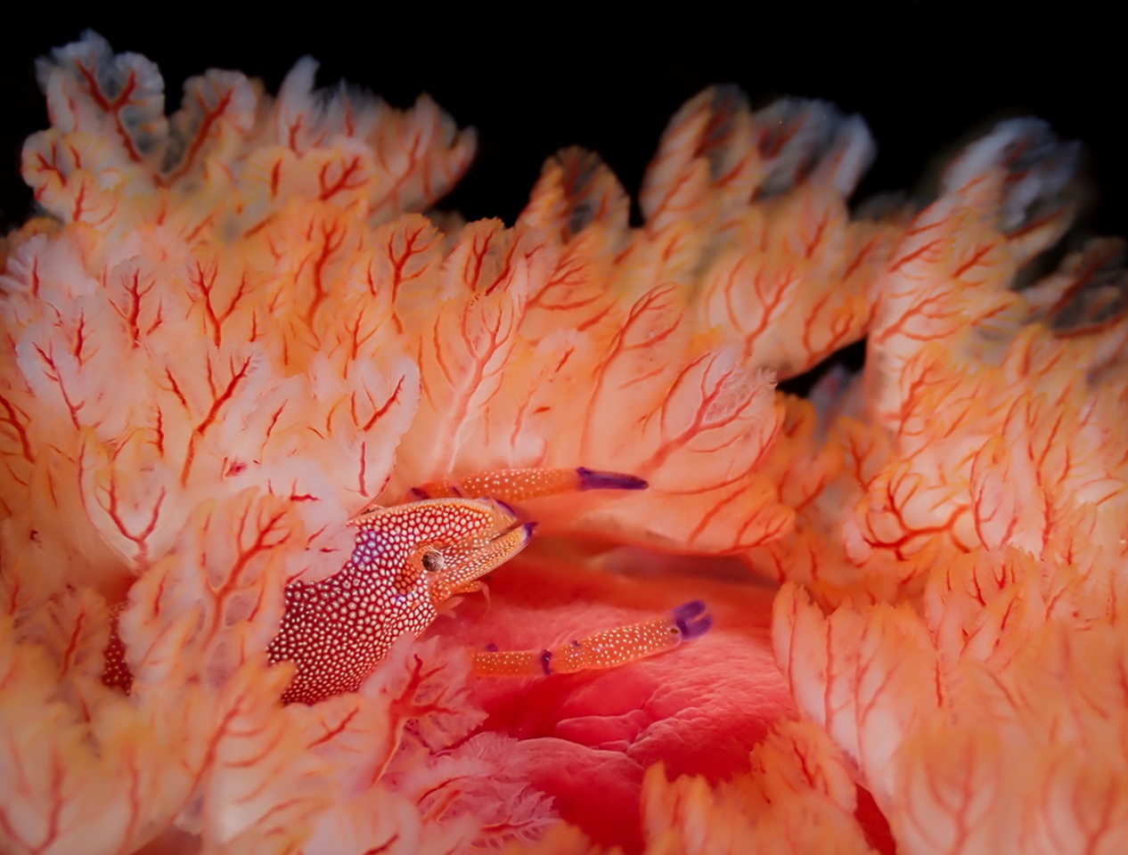Победитель в номинации «Компактная камера». Маленькая креветка прячется в жабрах голожаберного моллюска. Остров Реюньон. Фото: Miguel Ramirez/Through Your Lens
