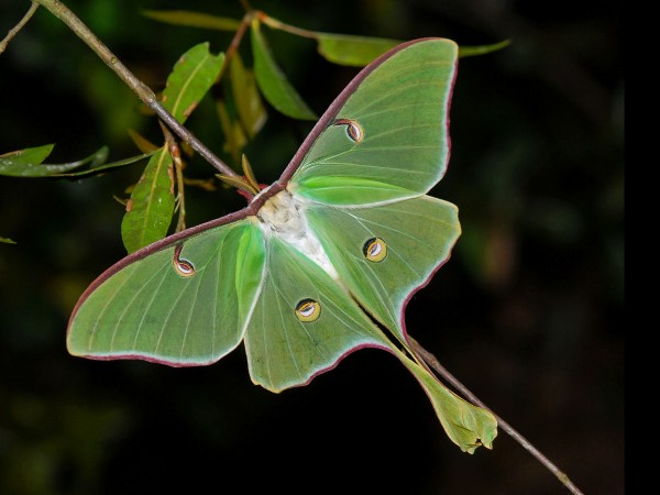 Бабочка павлиноглазка (Actias luna) (англ. Luna moth)