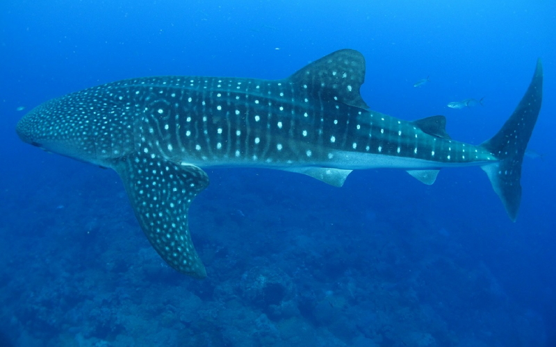 Самки китовых акул правят океанами, достигая средней длины 14 метров.