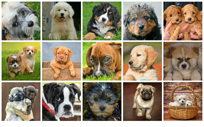Какая порода собак самая популярная?