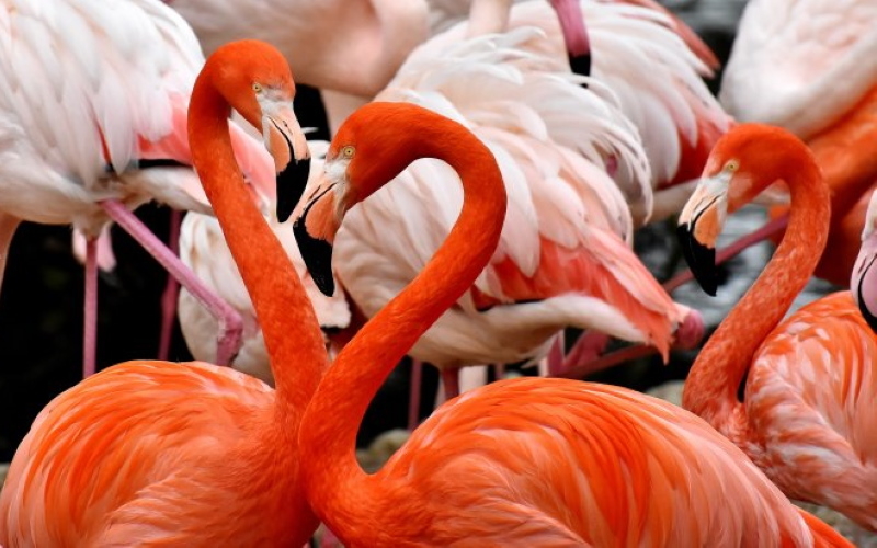 Выставка «Фламенко на берегу». Что связывает удивительных птиц фламинго и испанский танец страсти?