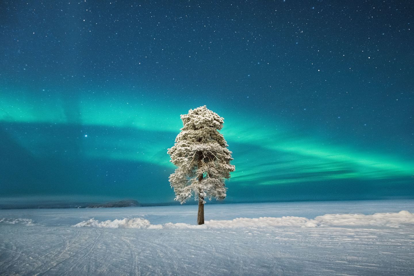 "Одинокое дерево под скандинавским сиянием". Фото: Tom Archer