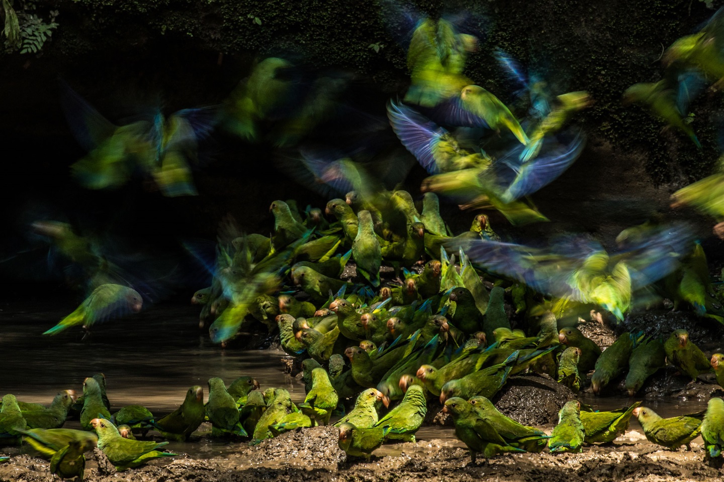 Синица, неясыть, попугаи и другие: победившие фото с Audubon Photography  Awards 2018.