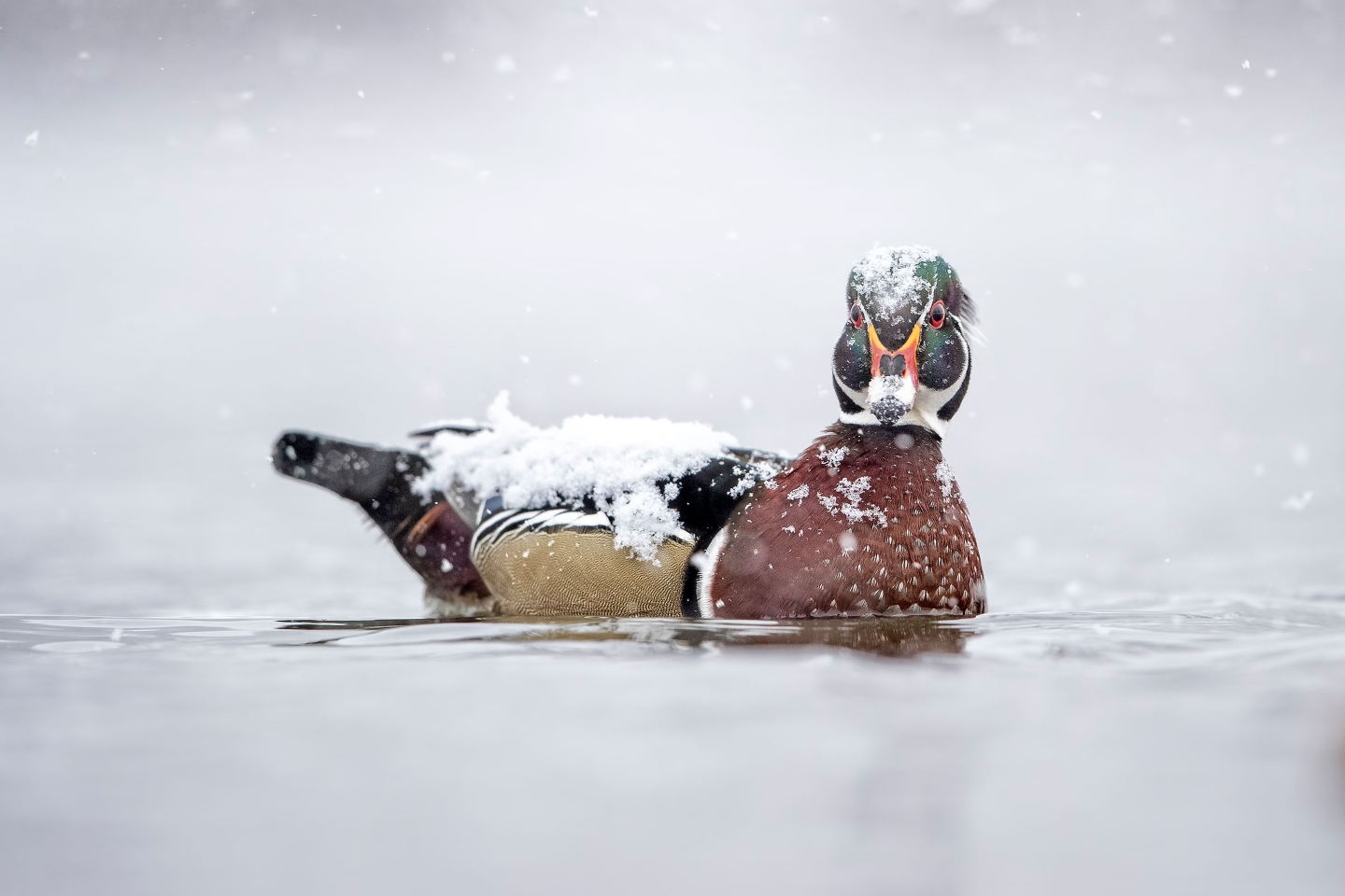 Каролинская утка, или каролинка (лат. Aix sponsa). Фото:  Scott Suriano/Audubon Photography Awards