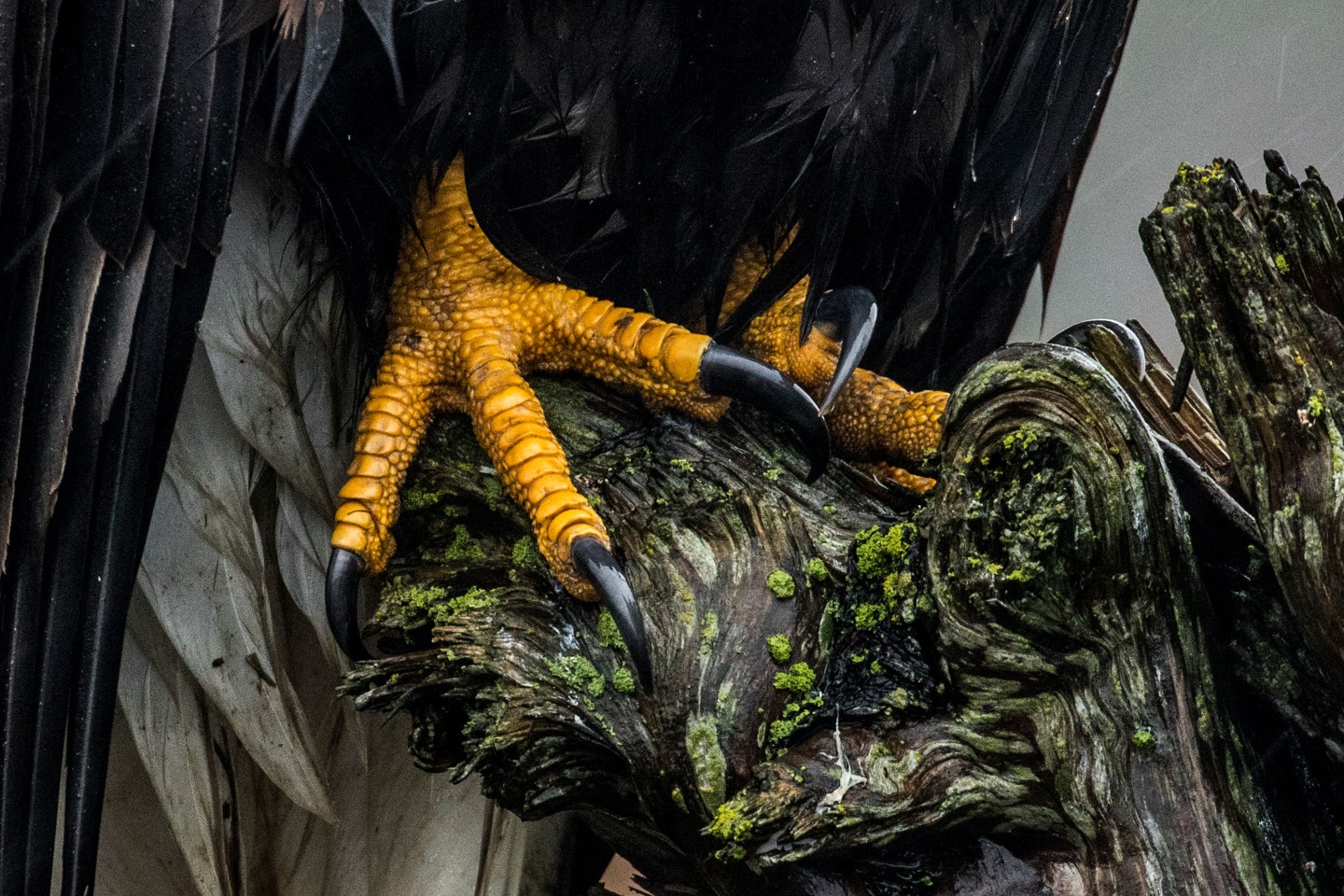 Белоголовый орлан (лат. Haliaeetus leucocephalus). Фото: Liron Gertsman/Audubon Photography Awards