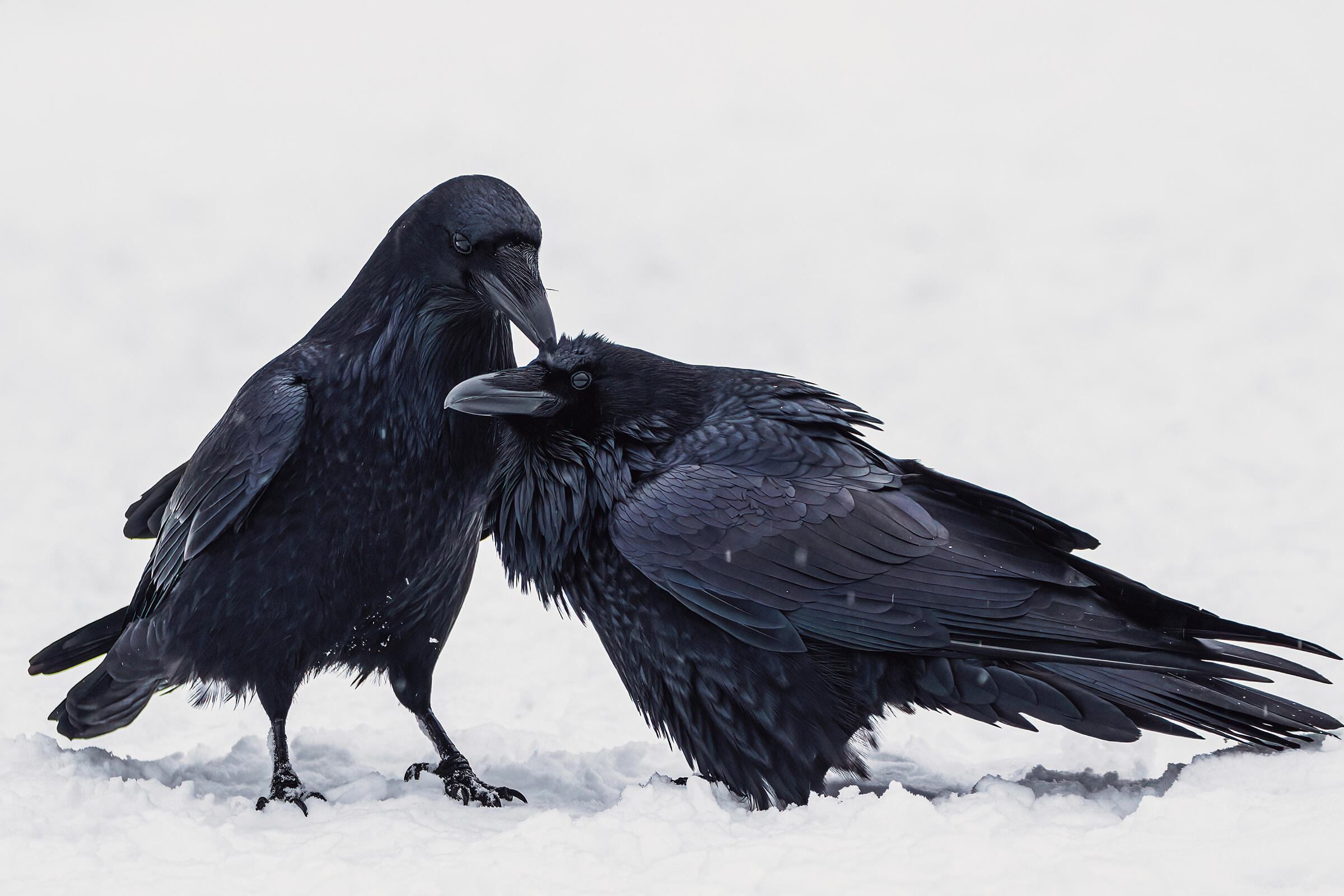 Ворон (лат. Corvus corax). Алгонкинский провинциальный парк, Онтарио, Канада. Взрослые вороны образуют длительные моногамные пары, и пары остаются вместе круглый год, кажется, что они общаются друг с другом, используя широкий спектр голосов и неречевых сигналов. Фото: Ankur Khurana/Audubon Photography Awards