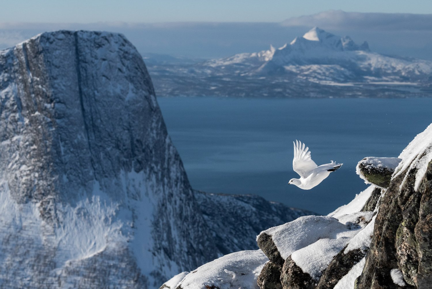 Тундряная куропатка (лат. Lagopus muta). Тисфьорд, Норвегия. Фото: Erlend Haarberg/Bird Photographer of the Year