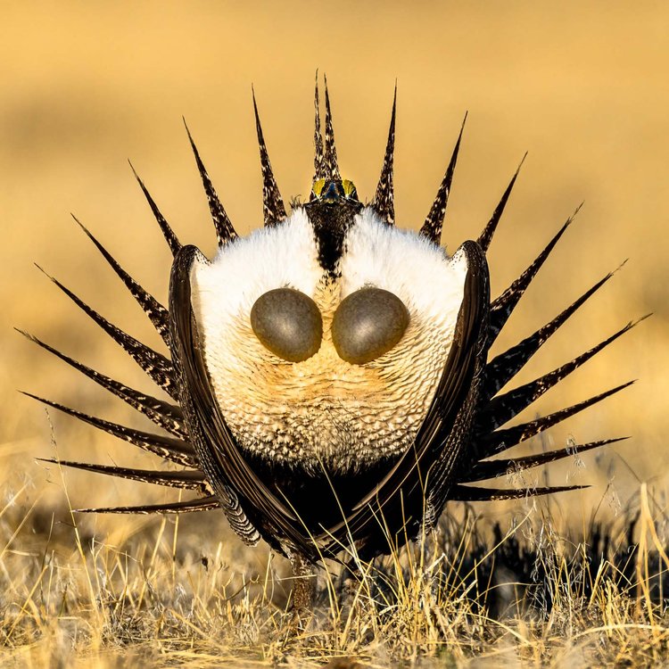 Шалфейный тетерев (лат. Centrocercus urophasianus). Колорадо, США. Фото: Ly Dang/Bird Photographer of the Year