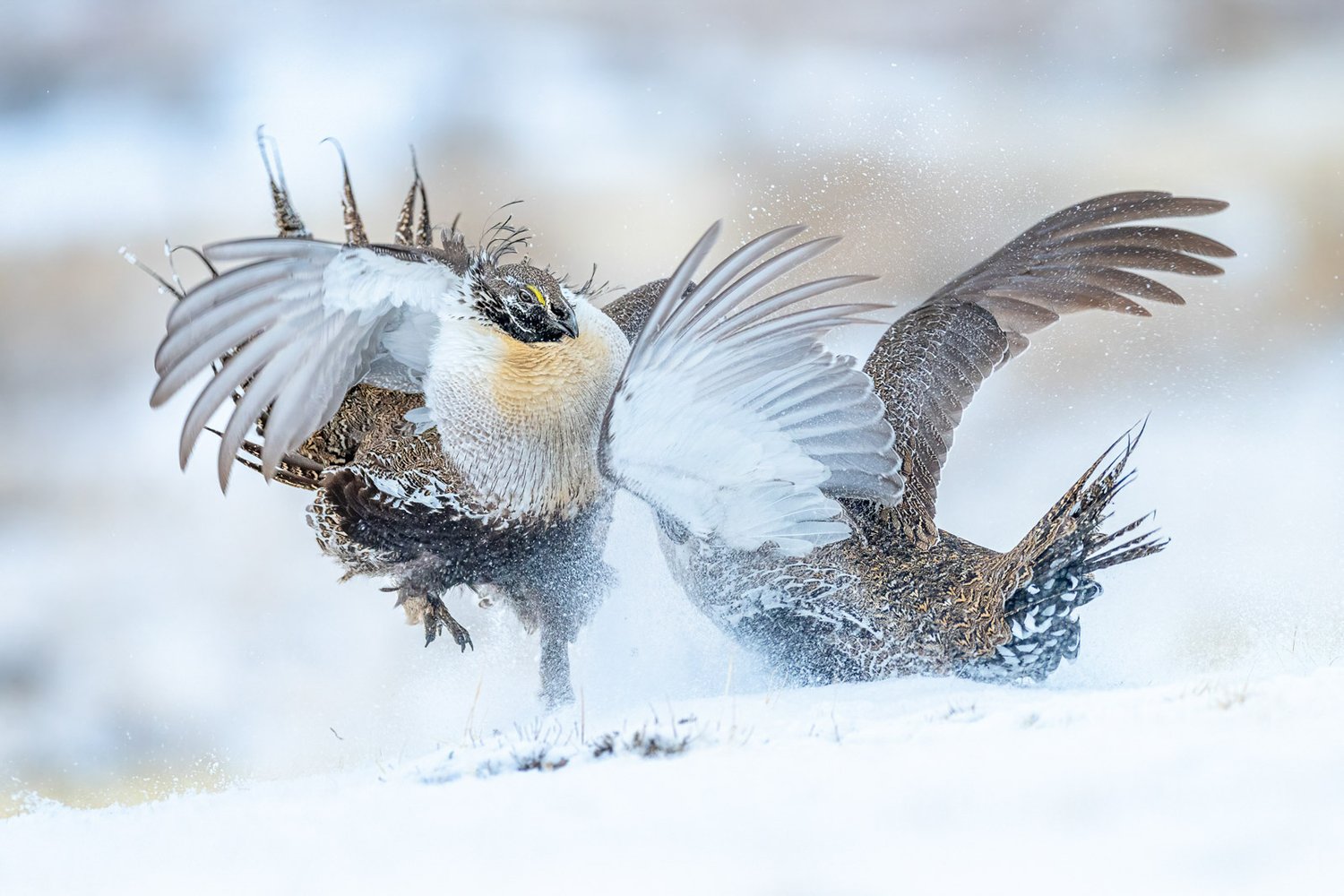 Шалфейный тетерев (лат. Centrocercus urophasianus). Колорадо, США. Фото: Peter Ismert/Bird Photographer of the Year