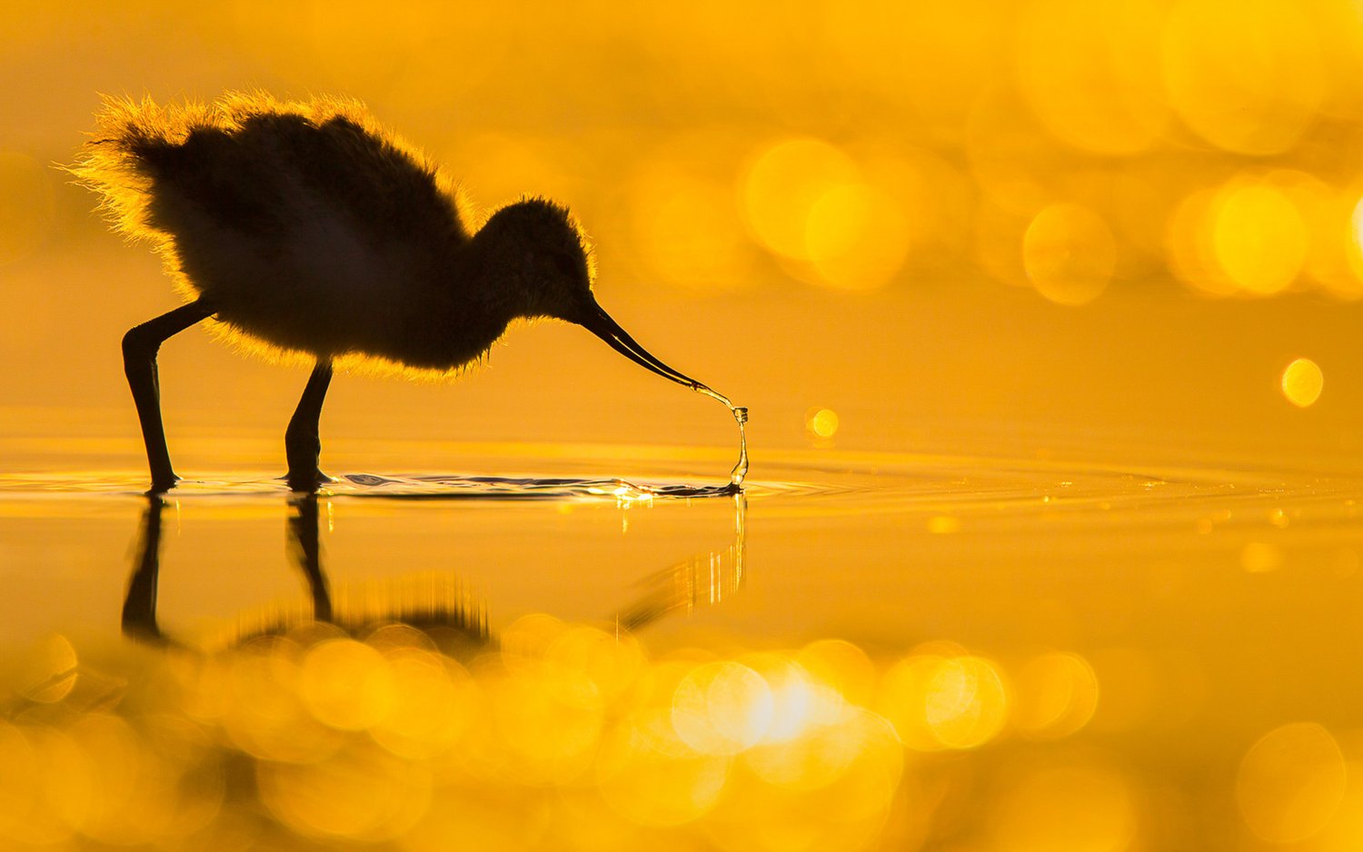 Шилоклювка (лат. Recurvirostra avosetta). Озеро недалеко от города Морахалом, Венгрия. Фото: Tamás Koncz-Bisztricz/Bird Photographer of the Year