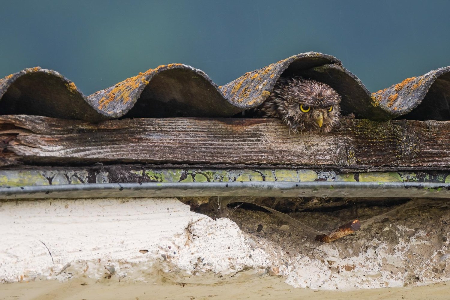 Домовый сыч (лат. Athene noctua). Трансильвания, Румыния. Фото: Laszlo Potozky/Bird Photographer of the Year