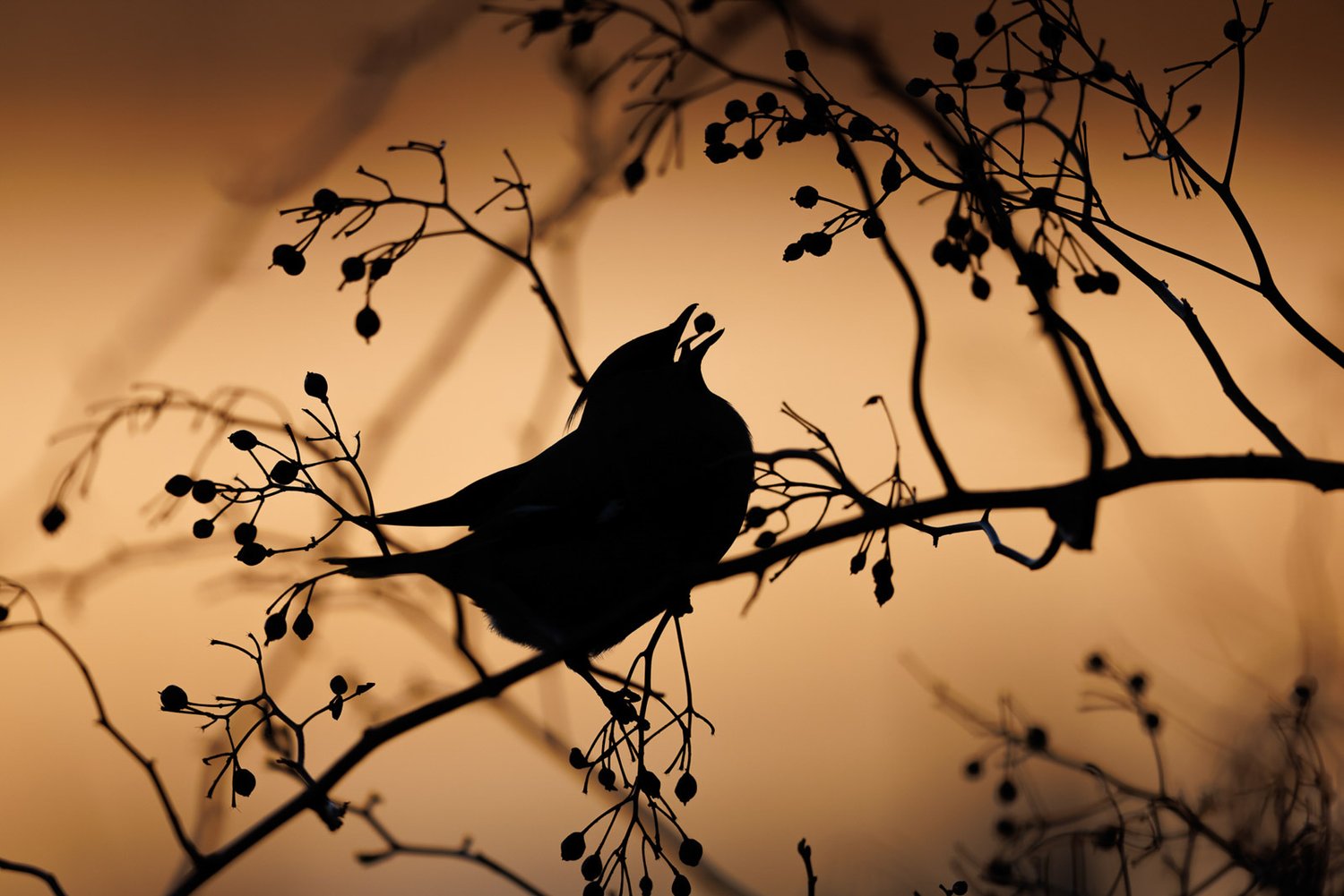 Cвиристель (лат. Bombycilla garrulus). Кентвилл, Новая Шотландия, Канада. Фото: Simon d’Entremont/Bird Photographer of the Year
