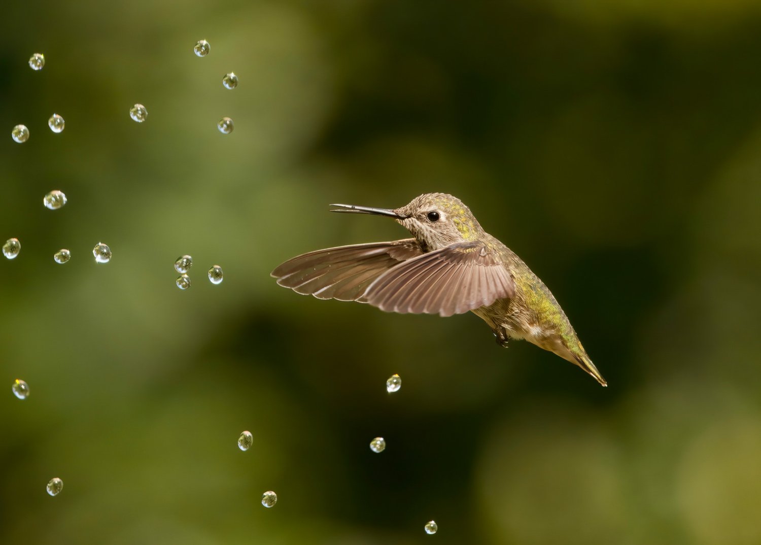 Калипта Анны (лат. Calypte anna). Фримонт, Калифорния, США. Фото: Parham Pourahmad/Bird Photographer of the Year