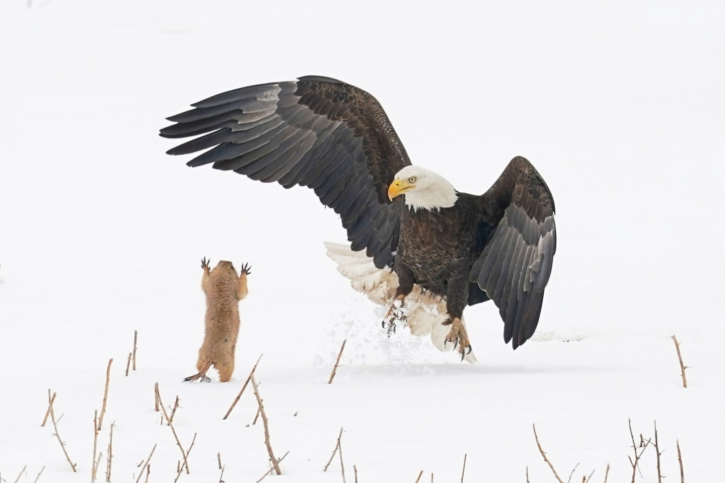 "Луговая собачка - Ниндзя! ". (Белоголовый орлан в Колорадо, США). Фото:  © Arthur Trevino / Comedy Wildlife Photography Awards 2021