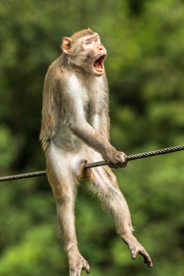 ""Ой!". (Мартышка, провинция Юньнань, Китай). Фото: © Ken Jensen / Comedy Wildlife Photography Awards 2021
