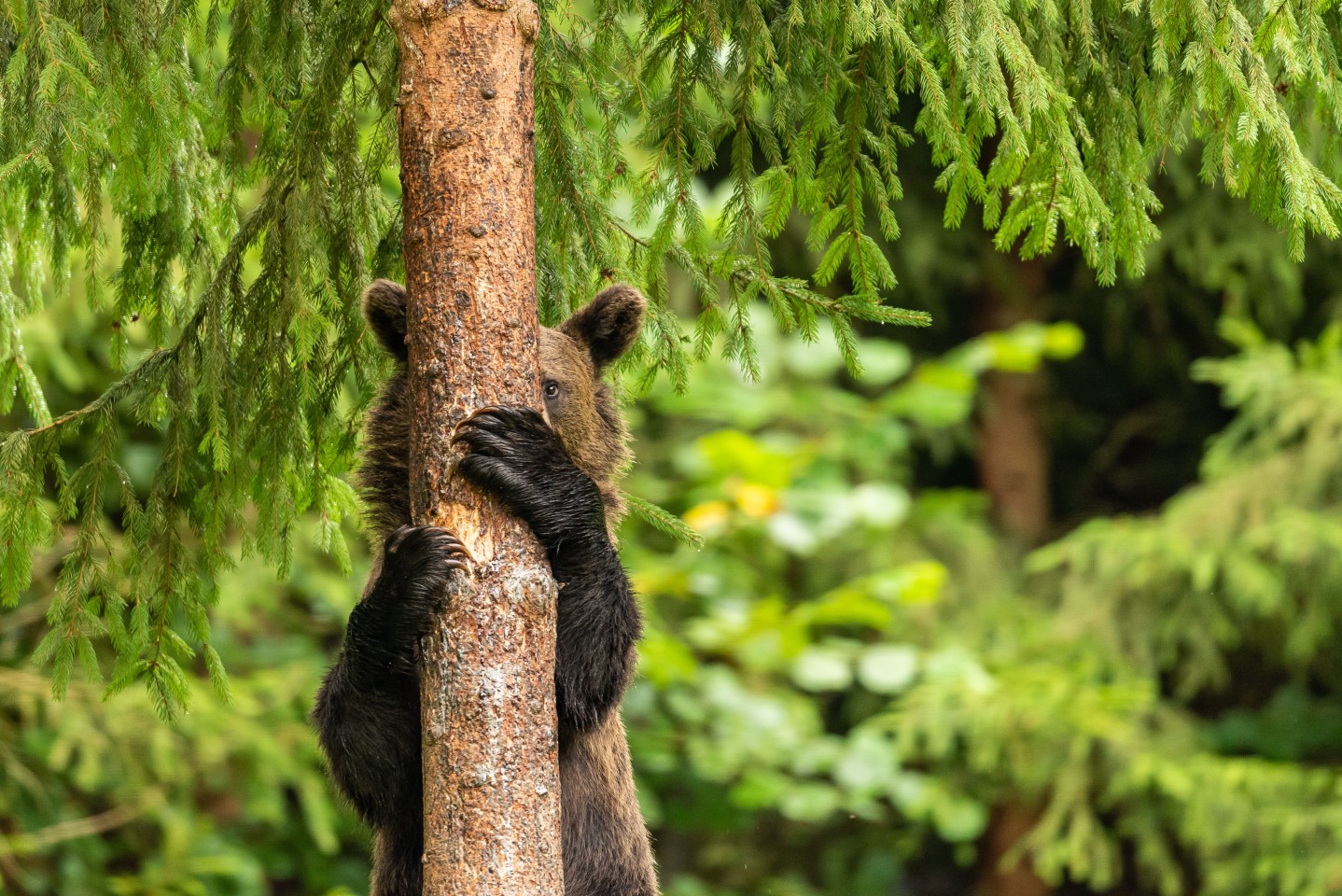 "Игра в прятки". (Бурый медведь в Харгитских горах, Румыния). Фото:  © Pal Marchhart / Comedy Wildlife Photography Awards 2021