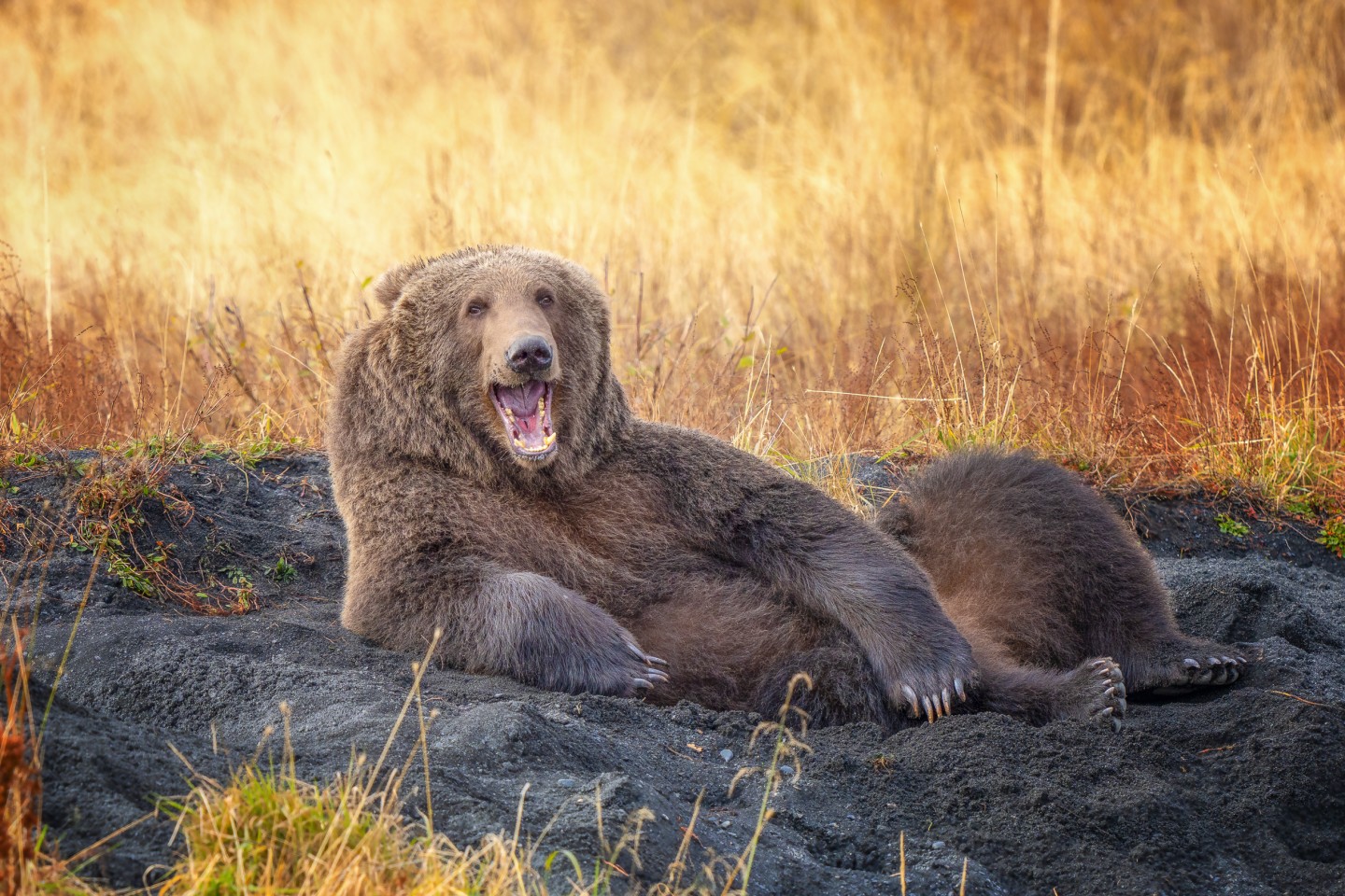 "Нарисуй меня, как своего мишку". (Кадьяк (бурый медведь), Кадьякский архипелаг, Аляска, США). Фото: © Wenona Suydam / Comedy Wildlife Photography Awards 2021
