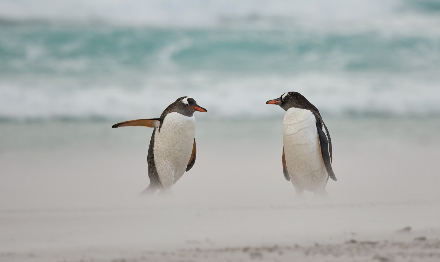 "Пингвин с руководящей и направляющей ролью". (Субантарктический пингвин на Фолклендских островах, Великобритания). Фото: © Carol Taylor / Comedy Wildlife Photography Awards 2021