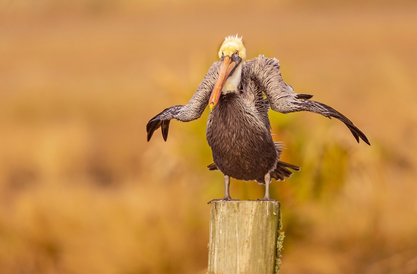 "Отряхиваясь от 2020 года". (Американский бурый пеликан, Южная Луизиана, США). Фото: © Dawn Wilson / Comedy Wildlife Photography Awards 2021