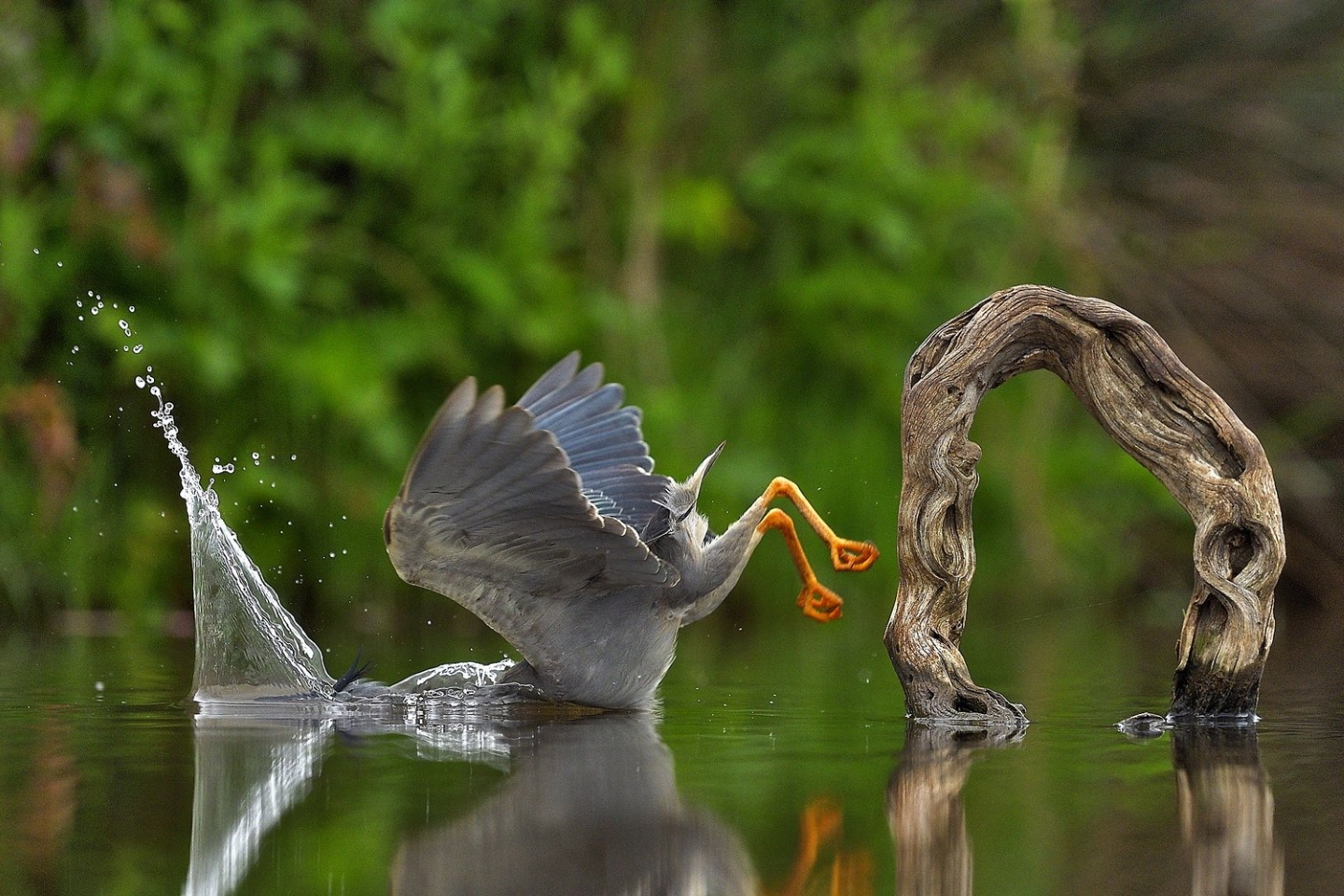 "Неожиданный прыжок в воду". Фото: © Vittorio Ricci / Comedy Wildlife Photography Awards 2023