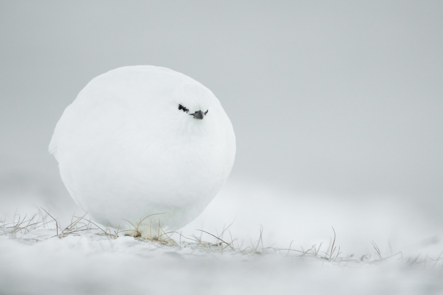 "Снежный ком". Фото: © Jacques Poulard / Comedy Wildlife Photography Awards 2023
