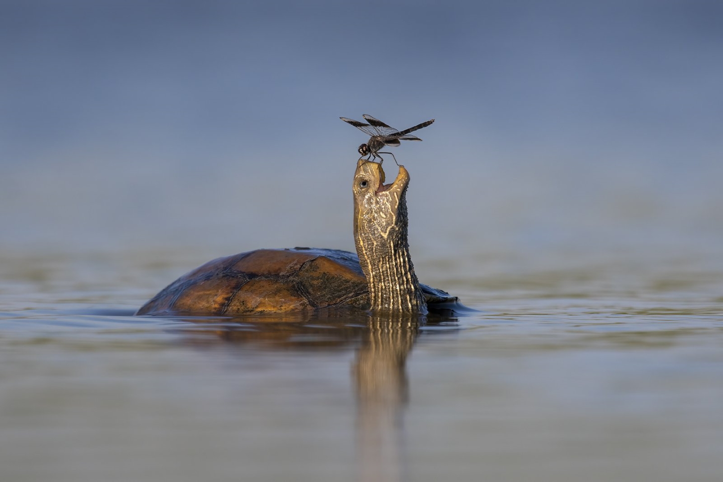 "Счастливая черепаха". Фото: © Tzahi Finkelstein / Comedy Wildlife Photography Awards 2023