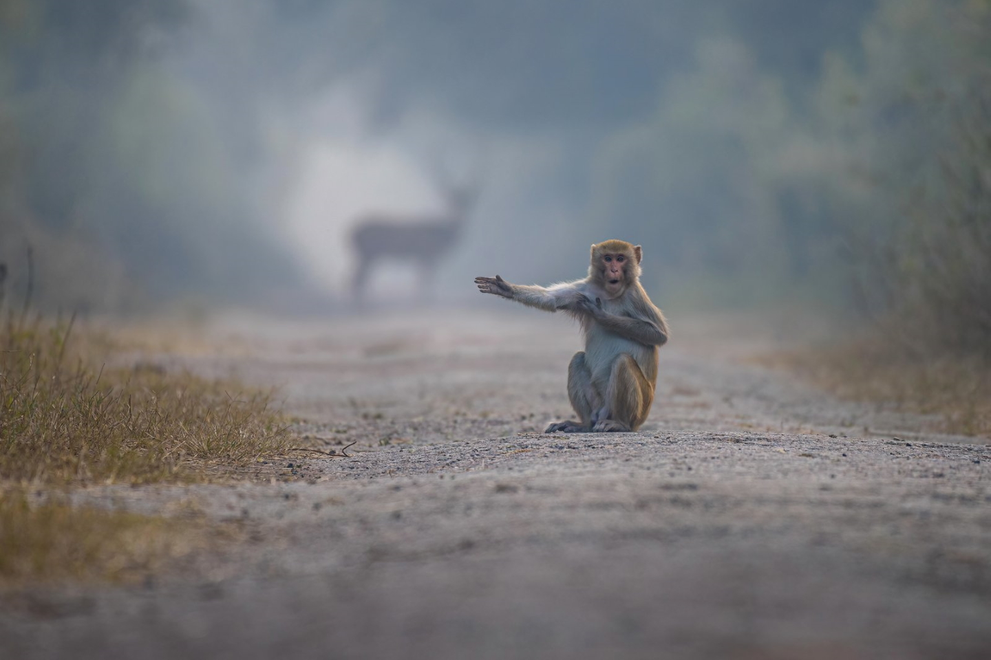 "Посмотри направо, братан". Фото: © Pratick Mondal / Comedy Wildlife Photography Awards 2023