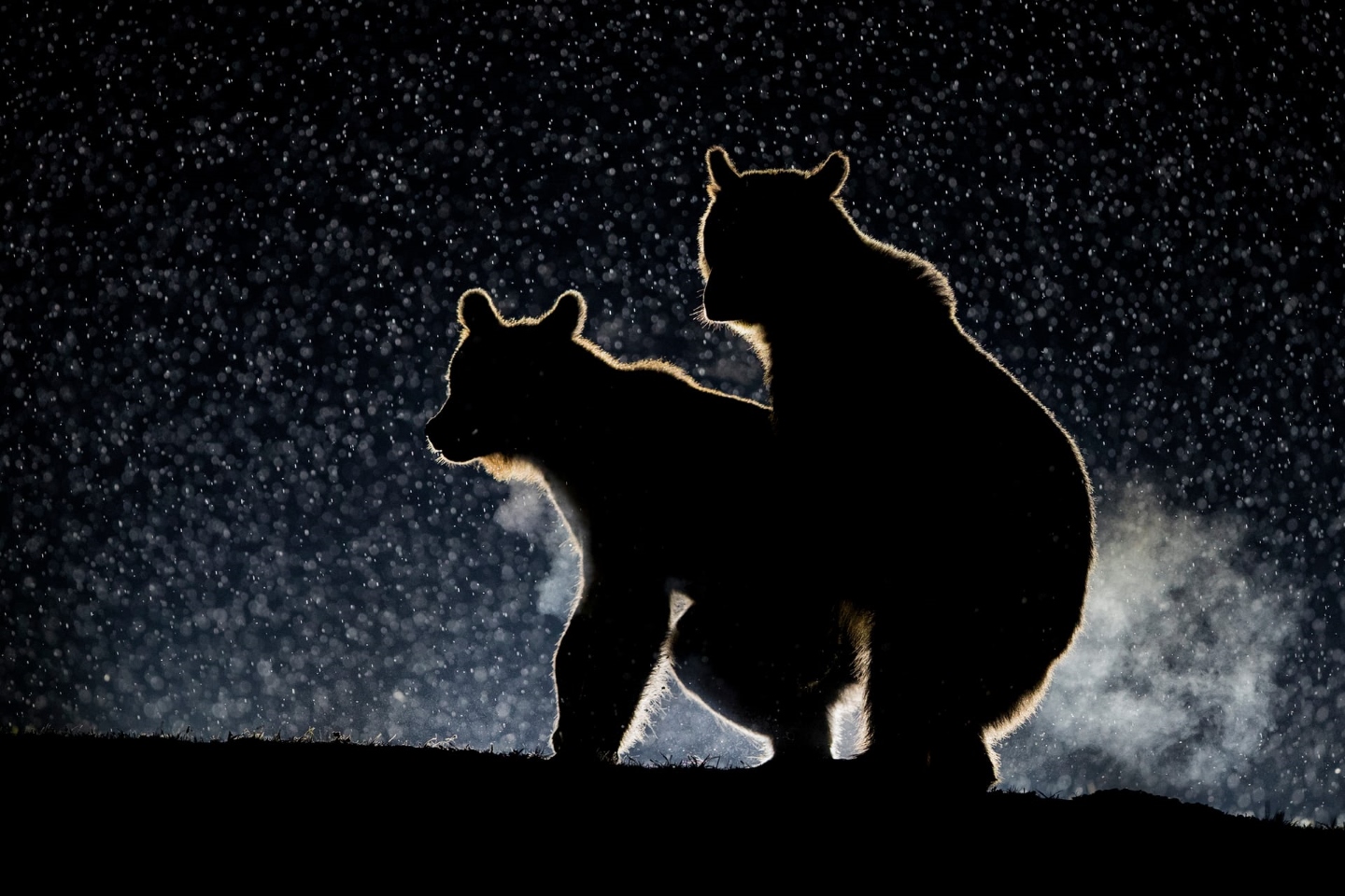 "Любовь под звездами. Пойманы с поличным". Пара медведей рэнди наслаждается не столь-секретным ночным весельем в снегу под силуэтом лунного света. Фотография была сделана Бенсом Маттом в графстве Харгита, Румыния. Фото: Bence Mate