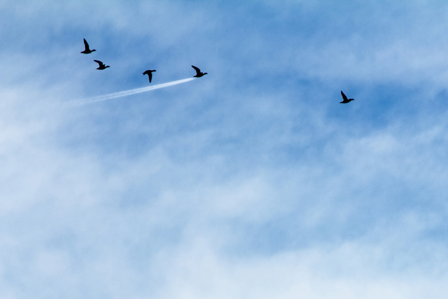 Сверхзвуковой шарж "Летящая утка". Джон Трелфал получил премию в категории «Вверху в воздухе» с этим снимком утки, летящей перед следом от реактивного самолета в Престоне, Великобритания. Фото: John Threlfal