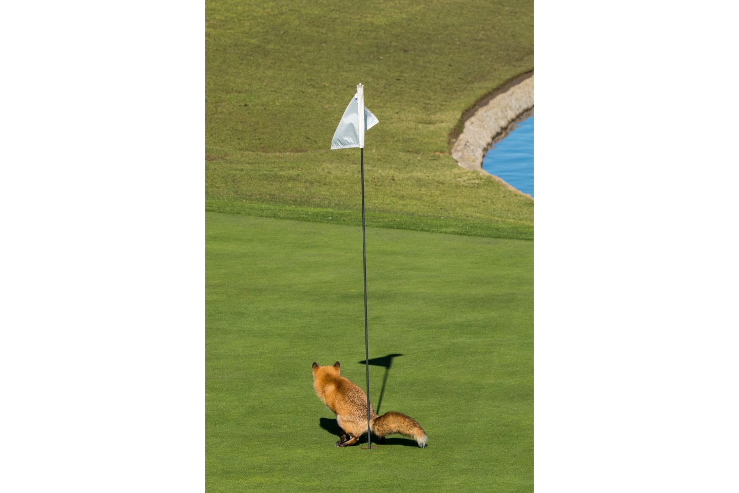 "Перехитрила". Дуглас Крофт был высоко оценен за его фотографию этой нахальной лисы, забивающей необычно лунку в одном в Сан-Хосе, США. Лиса на поле для гольфа в качестве личного туалета. Фото: Douglas Croft 