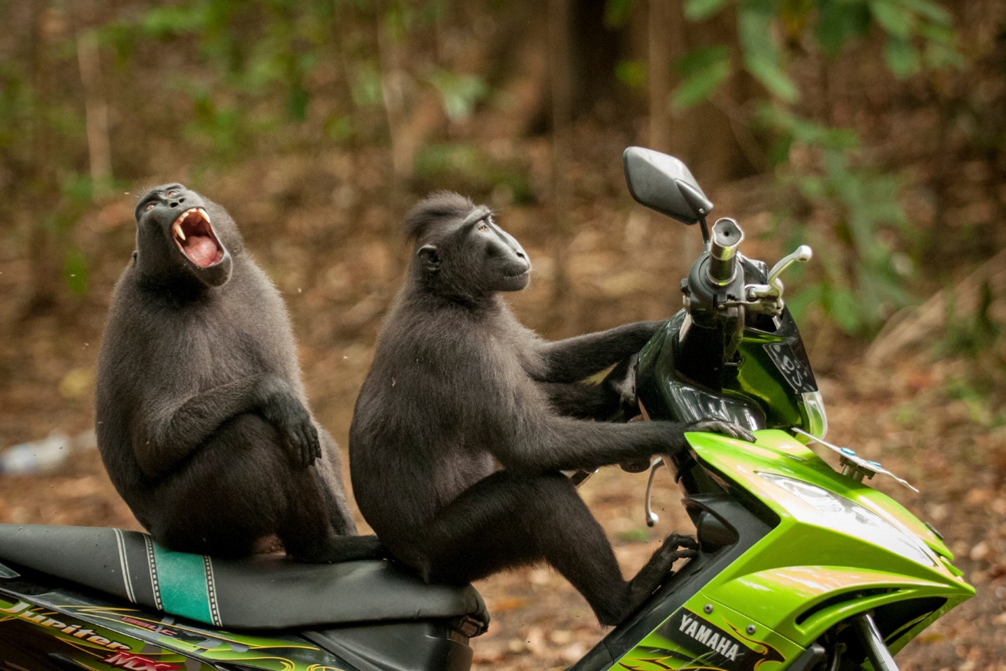 "Дерзкие обезьяны - Великий побег". Кэти Лавек Фостер была высоко оценена за ее веселый снимок некоторых обезьян, сидящих на мопеде в Северном Сулавеси, Индонезия. Фото: Katy Laveck Foster