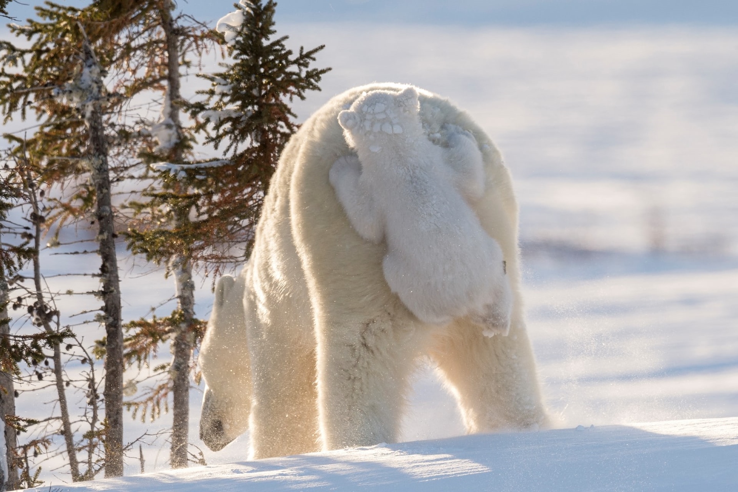 "Подвези меня!". Дейзи Джилардини заслуживает высокую оценку за то, что ее белый медвежонок карабкается к своей маме в Манитобе, Канада. Фото: Daisy Gilardini 