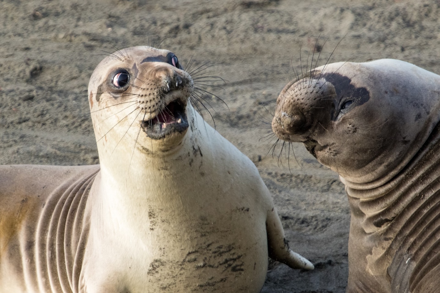 "Чего-чего?! Что не так с тобой?". Джордж Кэткарт был высоко оценен за выстрел из шокированного и потрясенного тюленя в Сан-Симеоне, штат Калифорния. Фото: George Cathcart