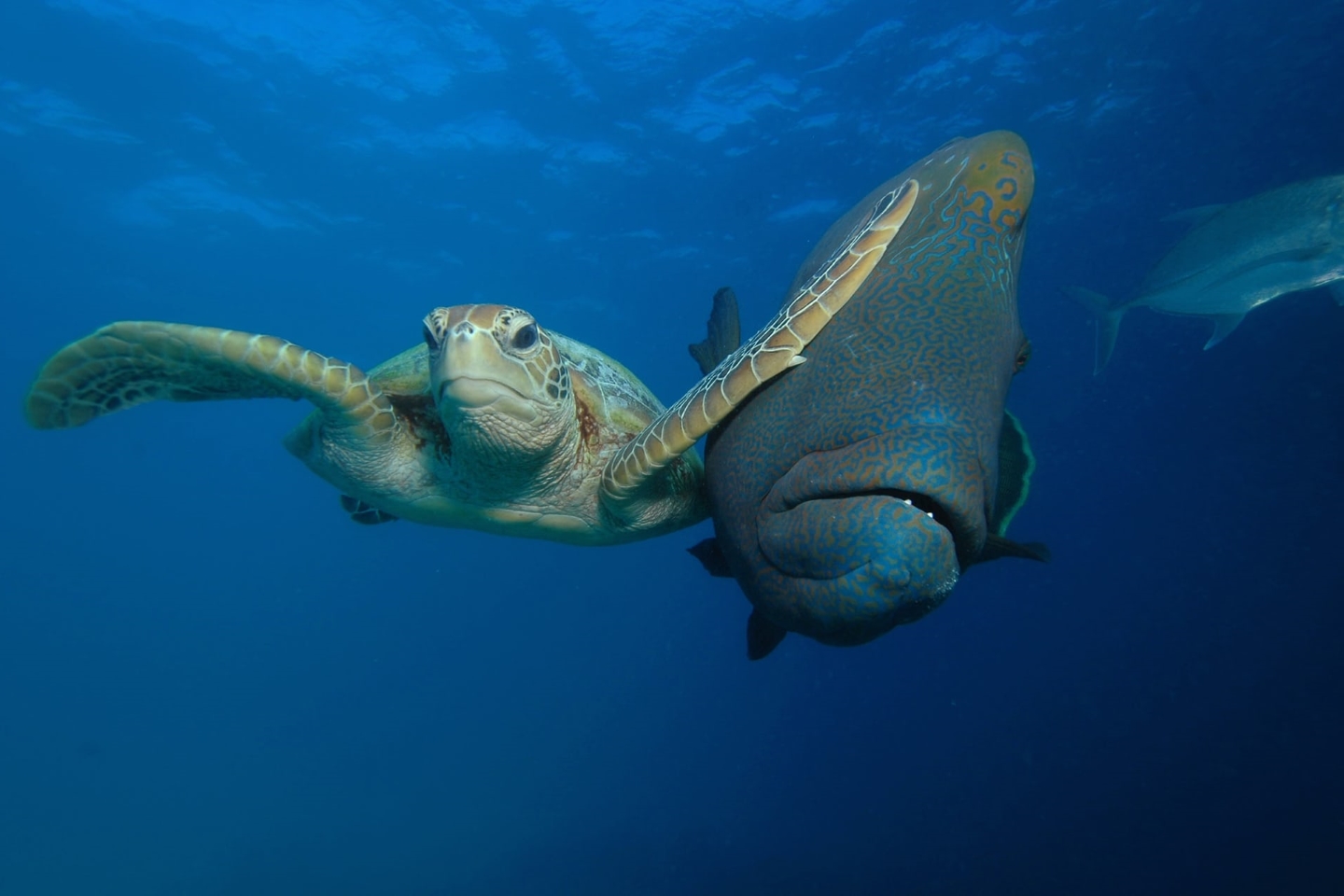 "Пощечина. Извините, сэр" Трой Мейн выиграл в категории "Под водой" за свою фантастическую фотографию самки морской черепахи, дающей пощечину мимо проходящей рыбе в Баконге, Филиппины. Фото: Troy Mayne