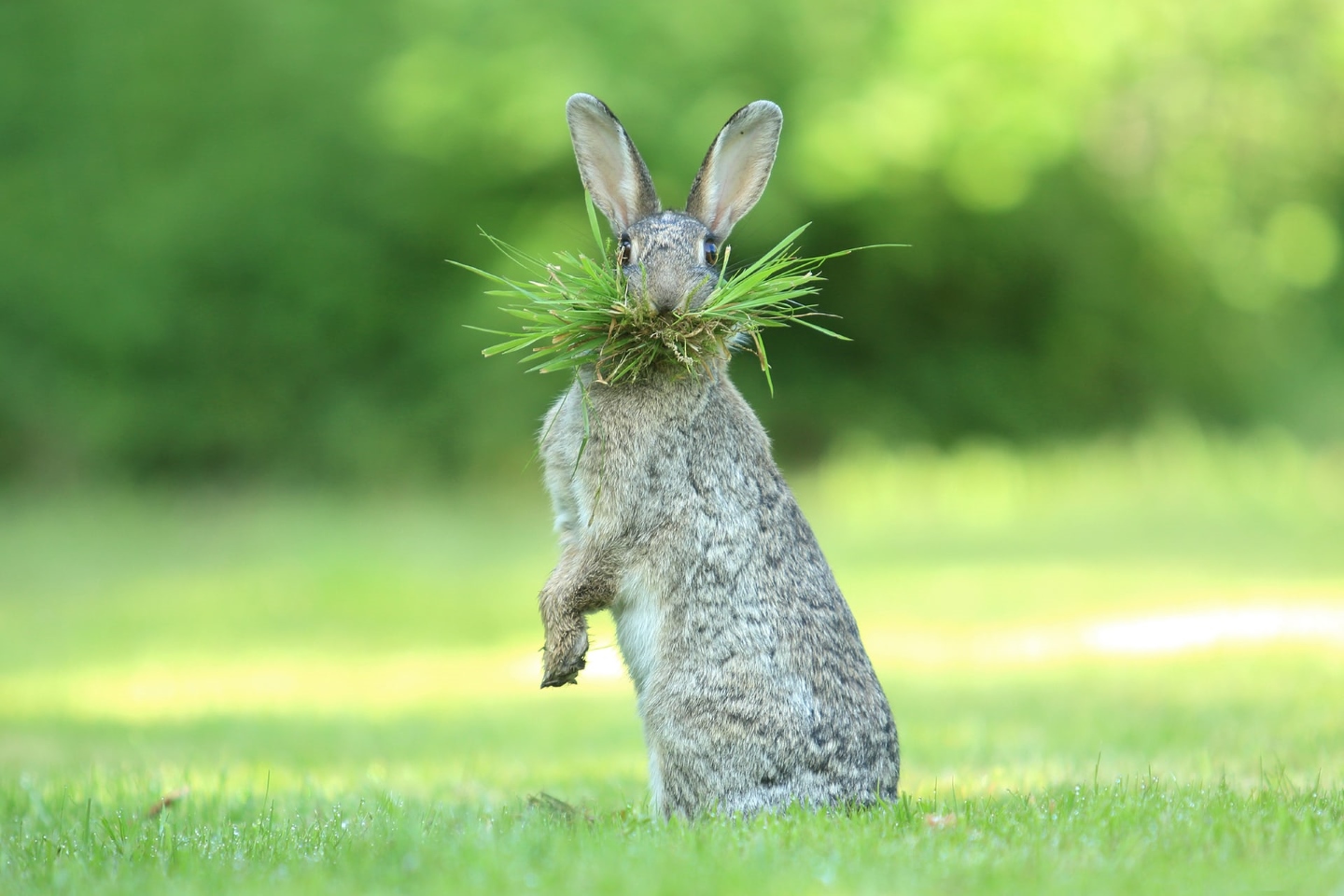 "Просто легкая закуска перед чаем".  Восхитительная фотография Оливье Колле дикого кролика, набивающего лицо травой, была также высоко оценена после того, как он сделал снимок во Фландрии, Бельгия. Фото: Olivier Colle