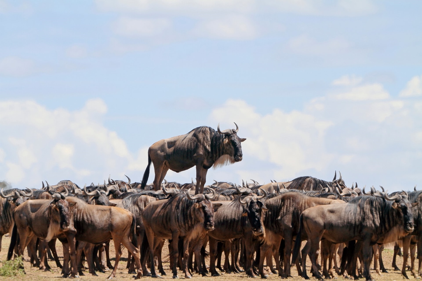 "Я - король горы".  Жан-Жак Алькалай был высоко оценен за его хватку синего гну, появляющегося на волне сотен других гну в Масаи Мара, Кения. Фото: Jean-Jacques Alcalay