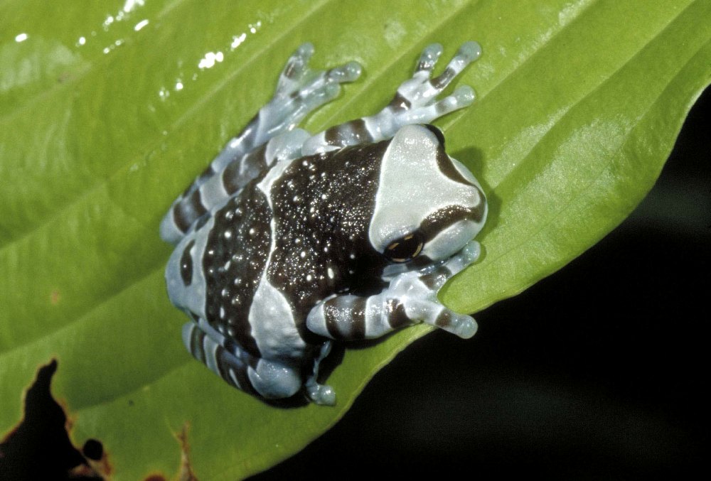 Жабовидная квакша-арлекин или «амазонская молочная лягушка» (Amazon milk frog)), т.к. при опасности она выделяет жидкость молочного цвета. Глаза лягушек отличаются разнообразием расцветок и даже форм. Зрачок может быть круглым, горизонтальным, вертикальным, ромбовидным, трёх- или четырёхугольным. Различия в форме зрачка связаны с образом жизни и местообитанием. Во время брачного сезона, громкими вызовами самец приводит самку в свое наполненное водой дупло дерева. Самка откладывает яйца в бассейне и оставляет самца для оплодотворения их и заботе о молодых. В стадии головастиков, самец соблазняет другую самку, типа чтобы заложить больше яиц, а вместо оплодотворения их, он кормит ими своих голодных головастиков. Путем лживого любовного увлечения, самец хитростью включает вторую самку в доставку продовольствия для детей, которые не являются ее.