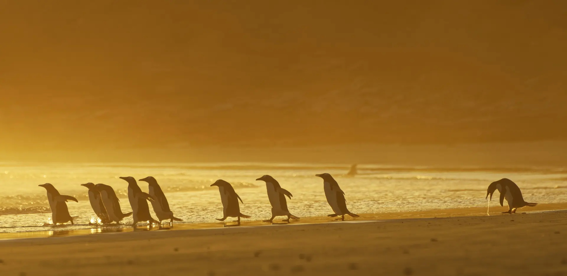 Стошнило, Фолклендские острова.
«Этот снимок сделан на восходе солнца. Группа пингвинов вышла на берег ловить рыбу, когда один из них остановился и его вырвало». Фото: Christina Holfelder/CWPAs 2020