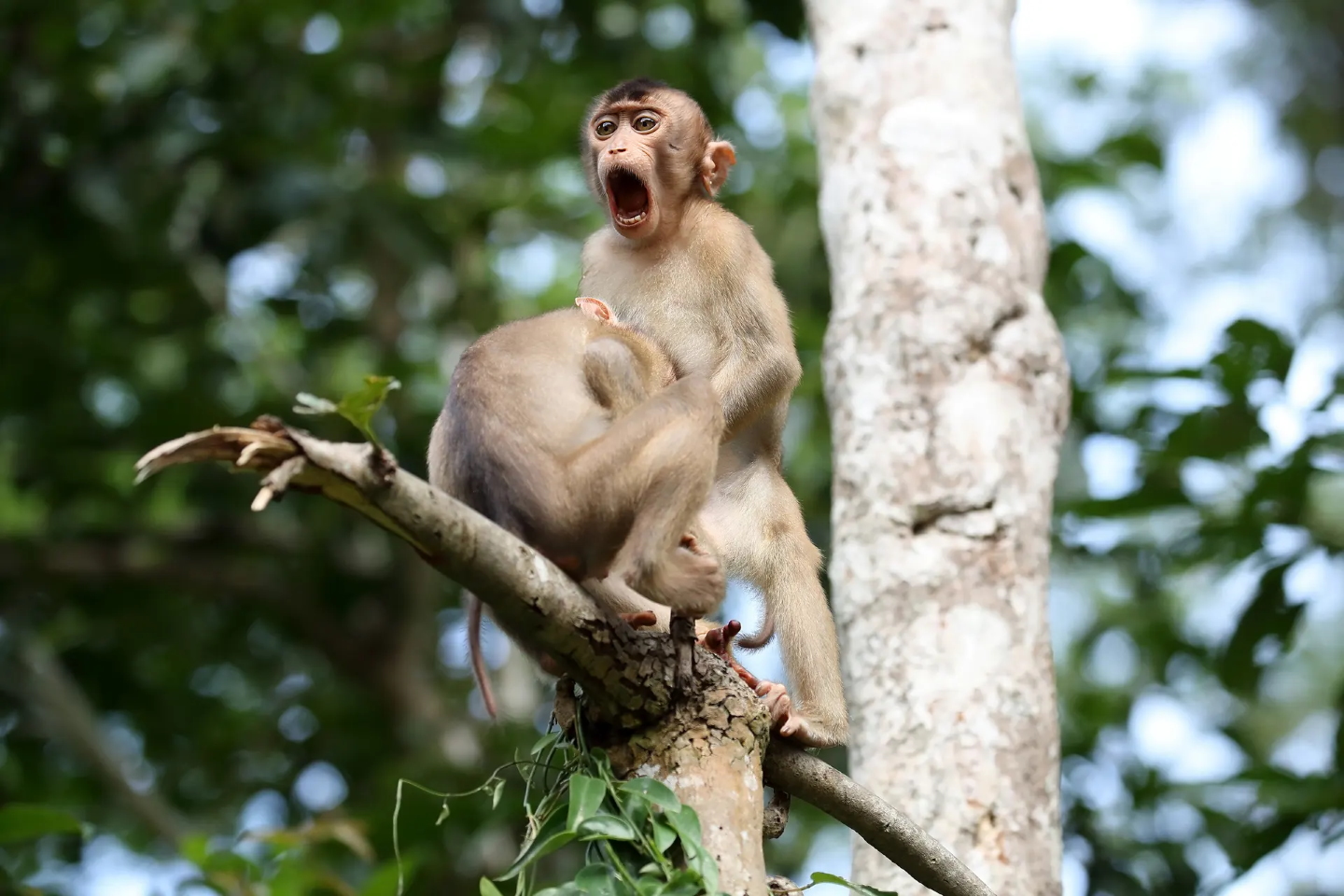 Обезьяний бизнес в Борнео, Малайзия.
«Во время поездки на Борнео у меня было много возможностей наблюдать, как обезьяны взаимодействуют друг с другом. Эти макаки показали мне немного больше, чем я ожидал!». Фото: Megan Lorenz/CWPAs 2020