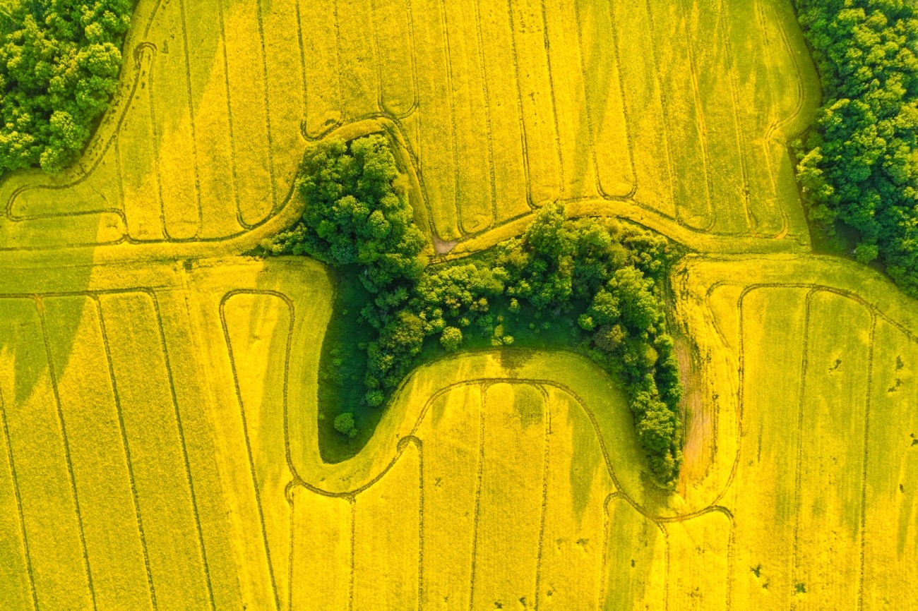 Рекомендовано - Природа. "Пудель в рапсе". (Нижнесилезское воеводство, Польша). Фото:  © Jan Ulicki / Drone Photo Awards 2021
