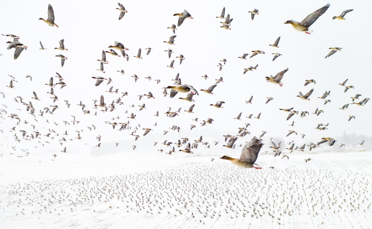 Фотография года. "Гуси вида Короткоклювый гуменник (лат. Anser brachyrhynchus) встречают зиму ". (Б, Норвегия). Фото:  © Terje Kolaas / Drone Photo Awards 2021