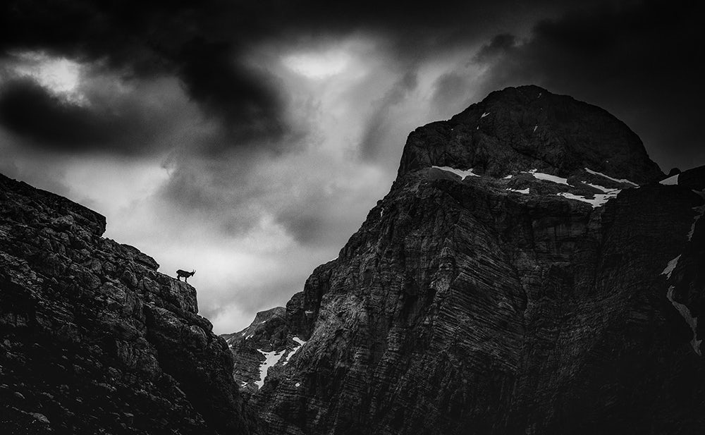 Альпийский козерог на склонах горы Bovski Gamsovec с видом на мощь северной стены горы Triglav. Фото: Ales Krivec / Fine Art Photography Awards