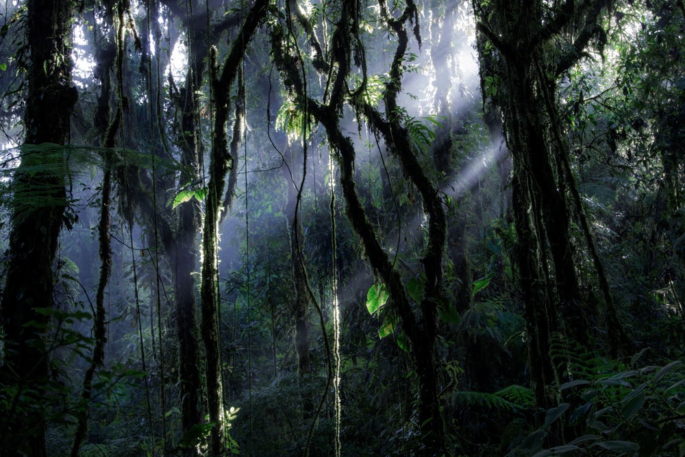 Из серии изображений, посвященных исследованию облачного леса в Коста-Рике. Фото: Samuel Feron / Fine Art Photography Awards