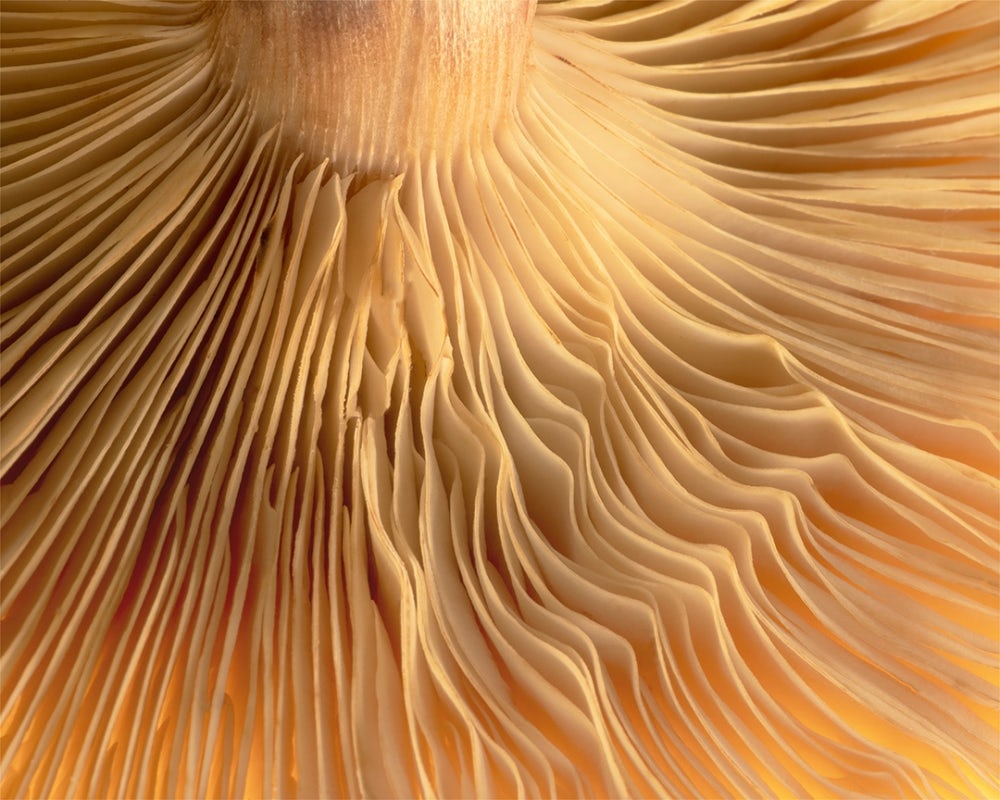 Крупный план на перевернутой грибной шапке. Фото: Jeff Griffiths / Fine Art Photography Awards