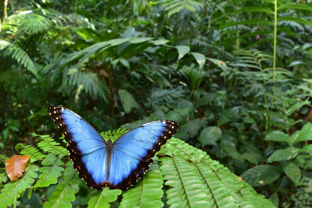 Дневные бабочки Морфо - одни из самых больших в мире. Фото: Trond Larsen
