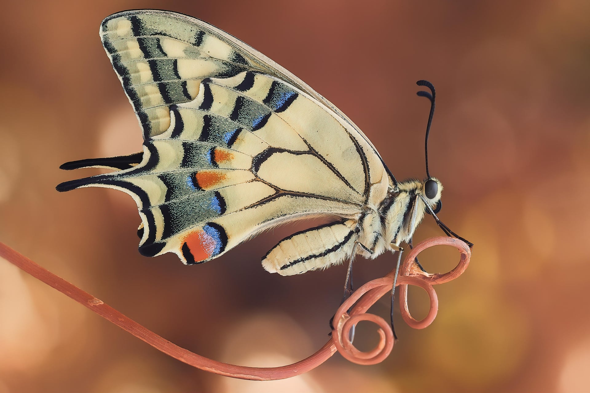 Недавно вылупившаяся бабочка-парусник готовится к полету. Фото: Sara Jazbar / Luminar Bug Photography Awards
