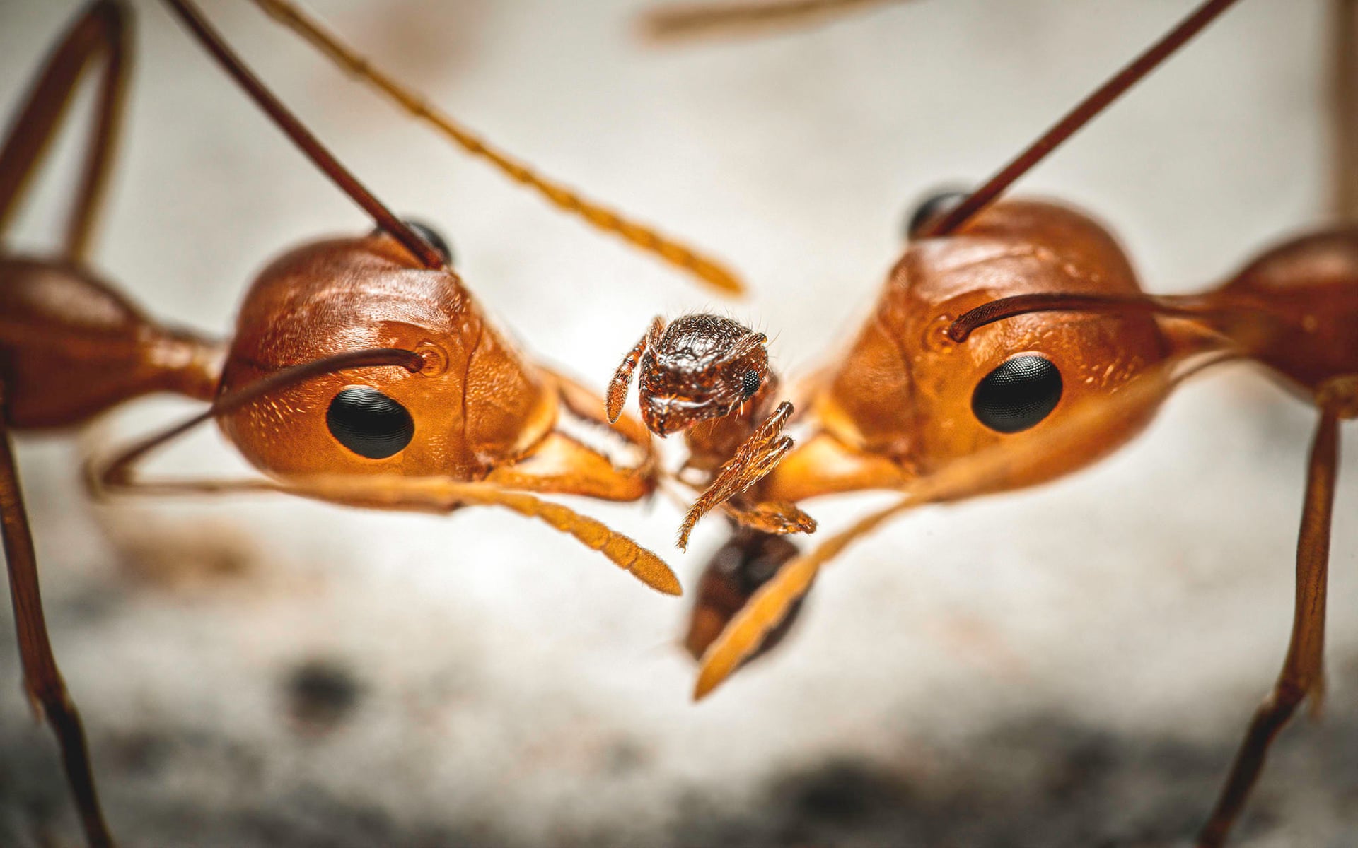 Не пара любящих родителей, а на самом деле два муравья-ткача, разрывающие меньшего, возможно, огненного муравья. Фото: Reynante Martinez / Luminar Bug Photography Awards