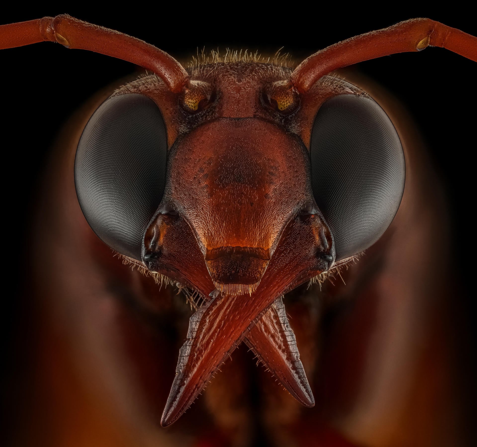 Одиночная оса (Eumeninae) сфотографирована с использованием 173 фотографий, сложенных и объединенных вместе, чтобы получить потрясающее окончательное изображение. Фото: Riyad Hamzi / Luminar Bug Photography Awards