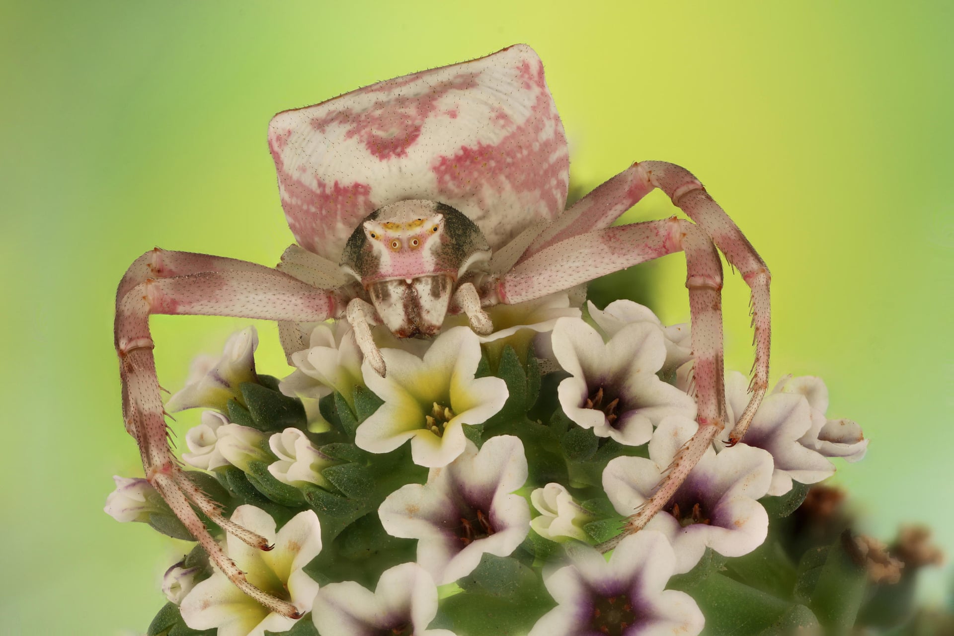 Цветочный крабовый паук - один из 27 видов крабовых пауков. Он может менять цвет своего тела, чтобы соответствовать своему окружению и прятаться от хищников. Фото: Mofeed Abu Shalwa / Luminar Bug Photography Awards