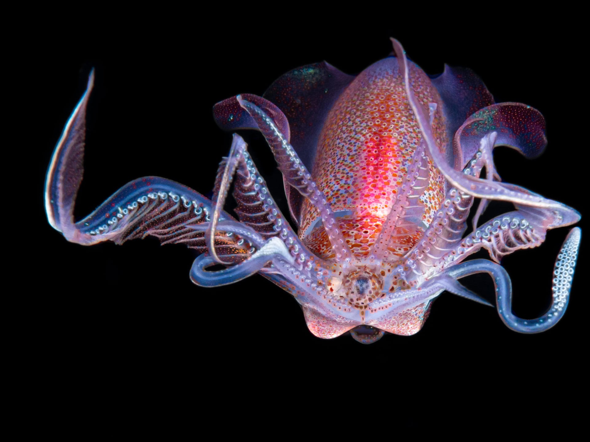 Кальмар-ромб (Thysanoteuthis rhombus) во время ночного погружения в темной воде. Фото: Galice Hoarau / Luminar Bug Photography Awards